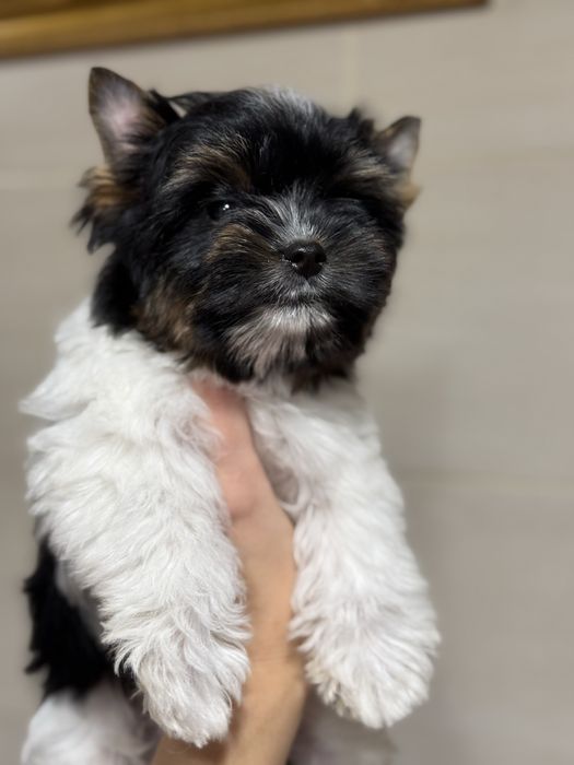 Цуценята бівери з документами КСУ