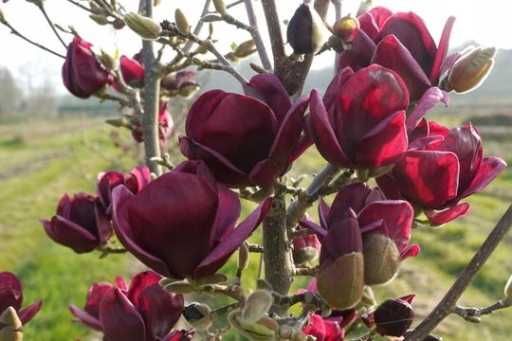Magnolia "Genie", najciemniejsze kwiaty wśród magnolii, unikat!