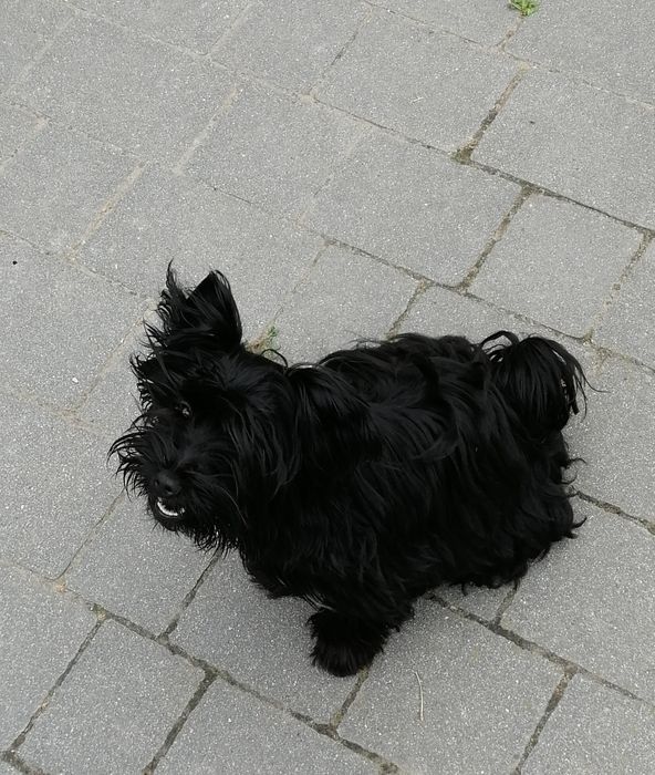 York Yorkshire Terrier Black sunia  rodowód