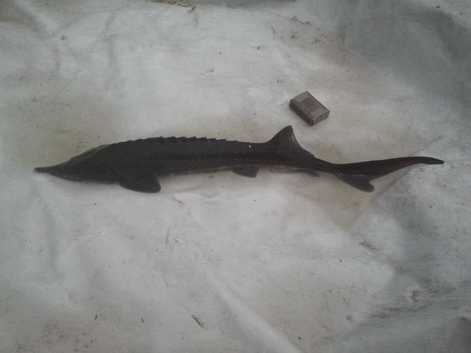 Lin zielony10cm do25cm od 8złszt inne karp amur sandacz tołpyga