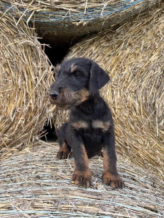 Niemiecki Terrier