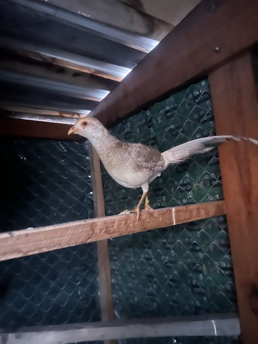 Молоді фазани лимон ,золото ,срібло