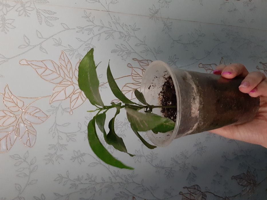 Лимон, мандарин для прививки