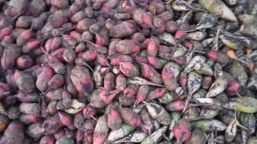 Продам. Кормовий Буряк