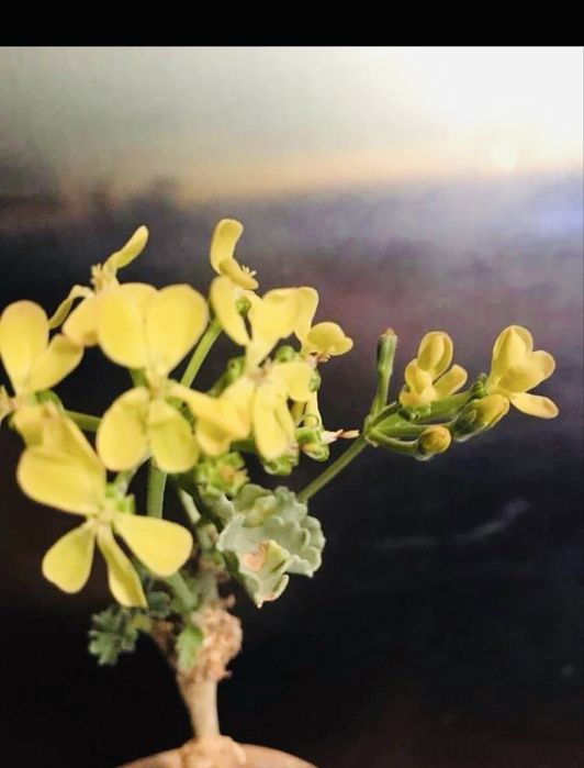 Pelargonia pachnąca bananami!!