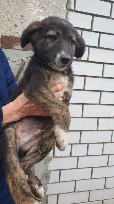 Хлопчики 4 міс. шукають дім