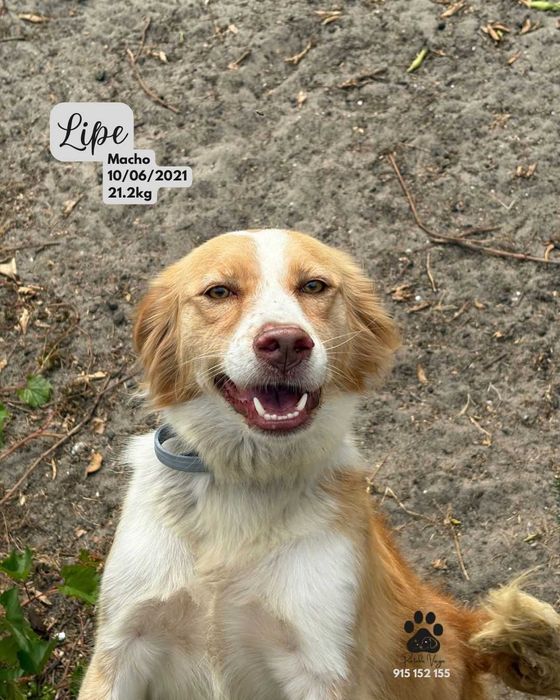 Cão para adoção (Lipe)