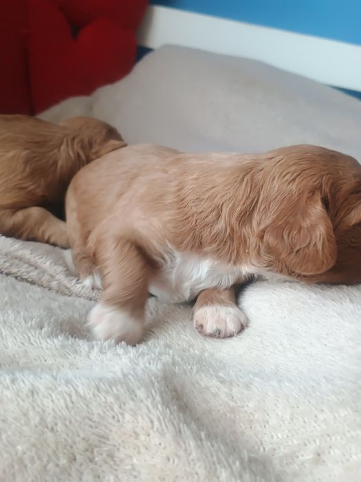 Cavalier King Charles Spaniel, cavapoo F1b