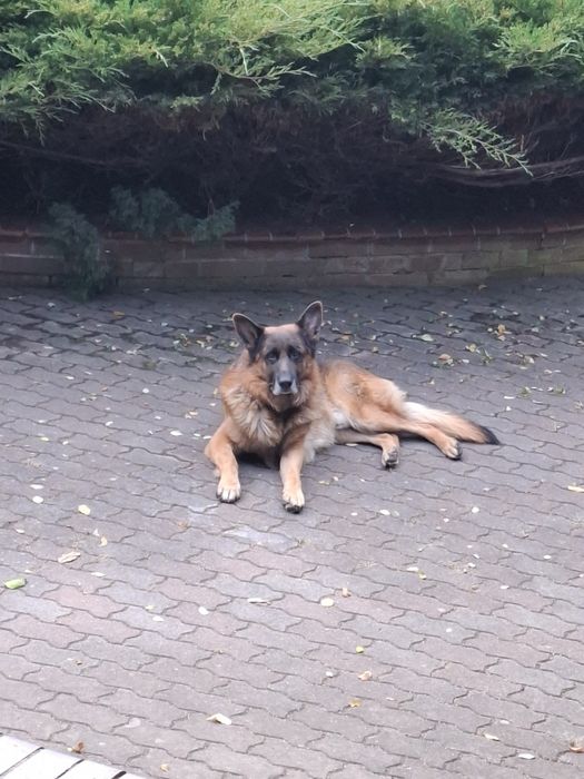 Dam Psa. W dobrych rękach.