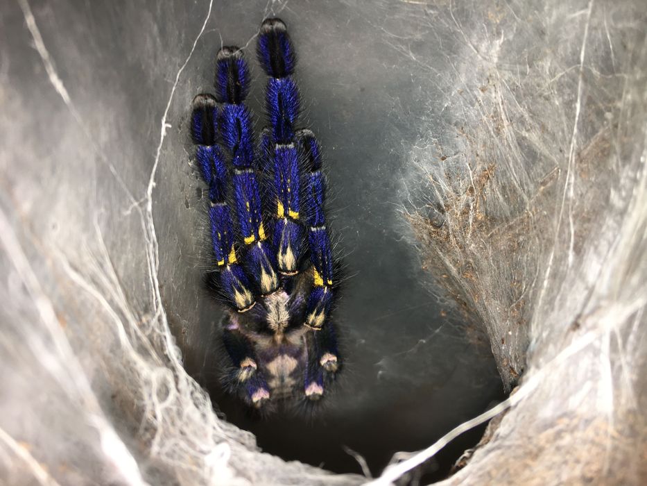 Poecilotheria metallica L5 ptasznik