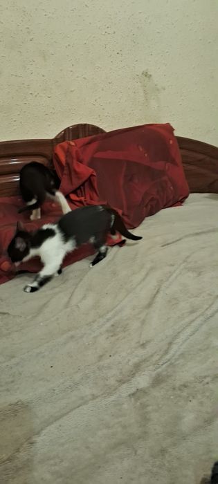 Кошенята в добрі руки