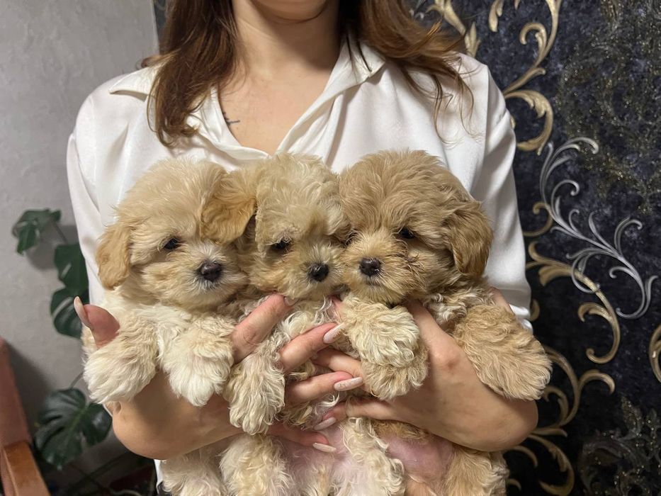 Мальтіпу Ф1 Наймиліше дітки модної дизайнерської породи