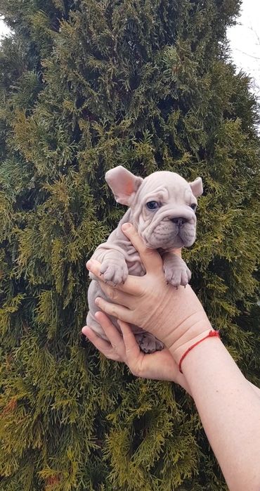 Французький бульдог