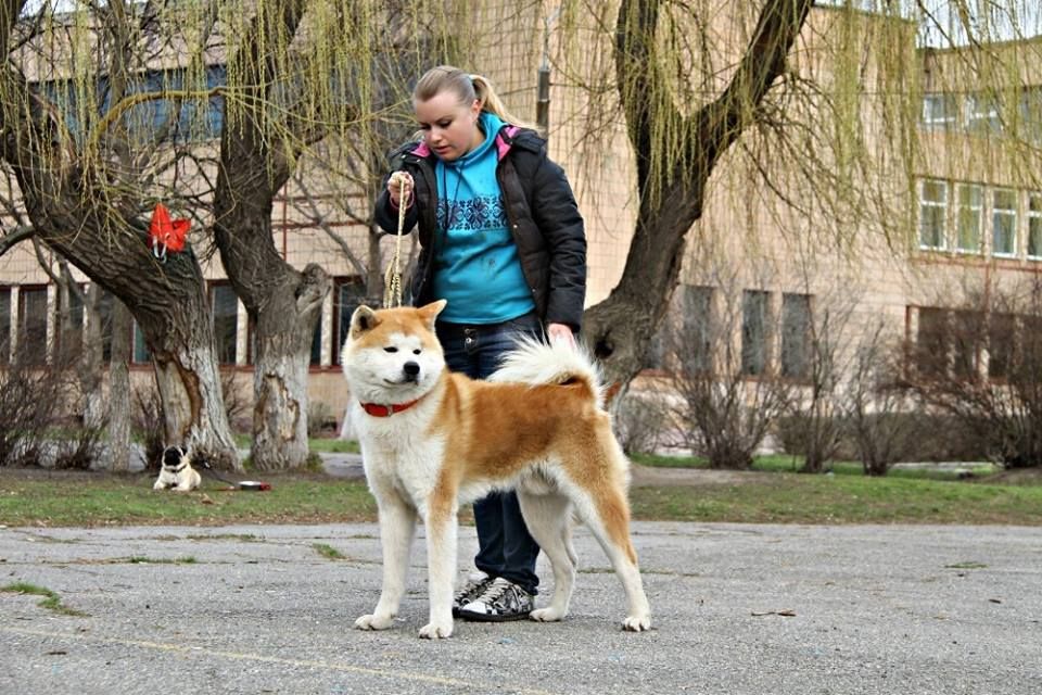 Титулованный кобель акита ину для вязки