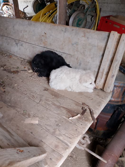 Piesek  mały średni urwis