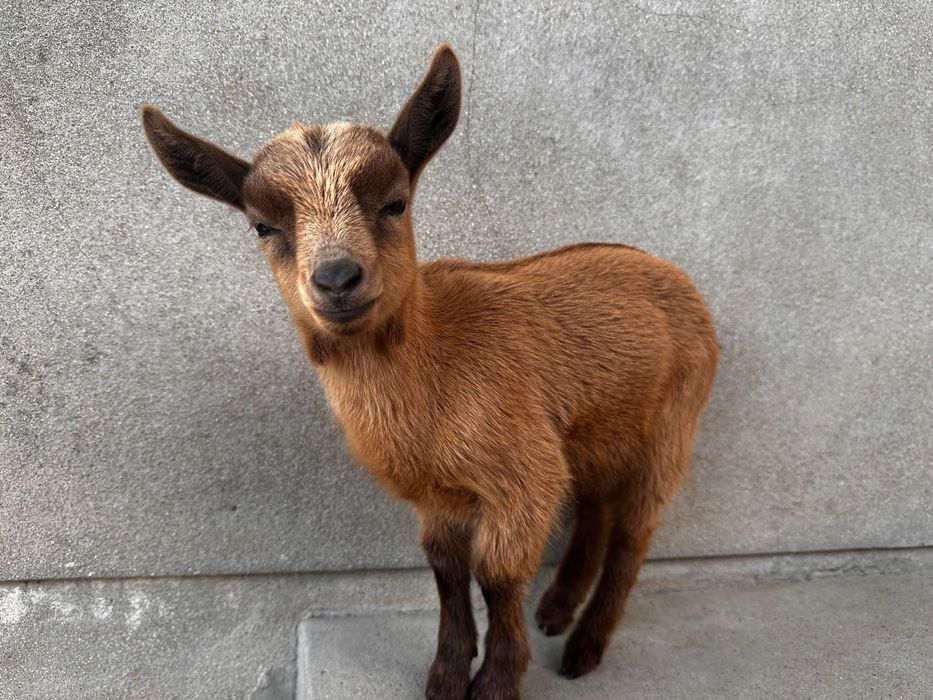 Cabrita Anã muito meiga