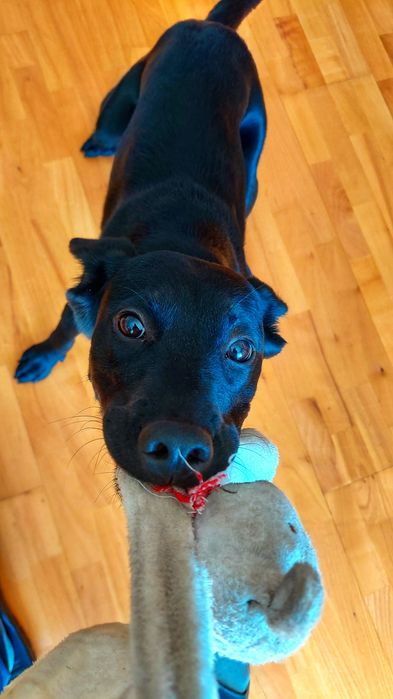 Misia - półtora roczny piesek szuka domu