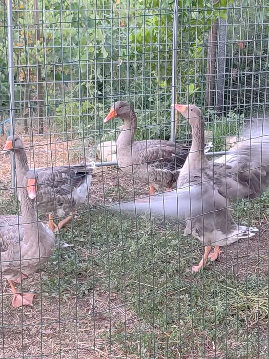 4 Gansos machos Toulouse para venda ou troca