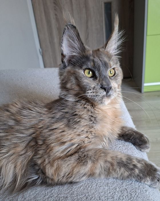 Niebieska szylkreta do hodowli