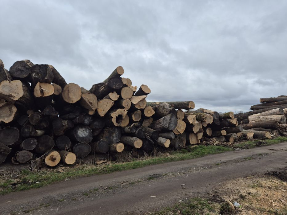 Jesion tartaczny, drewno,dłuzyca