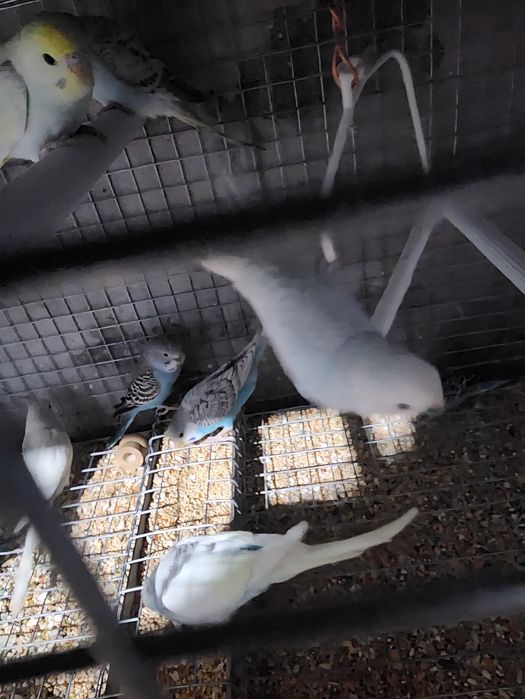 Piriquitos australianos coloridos de 2025