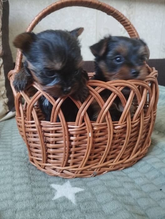 Міні йорки,дівчинка