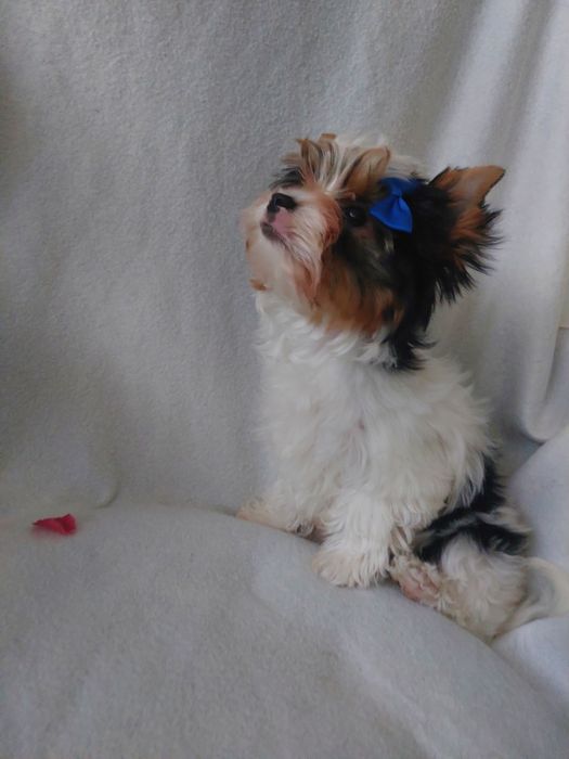 Хлопчик бівер, 3 міс