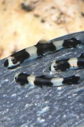 Ryby Rarytas Loach Panda - Yaoshania pachychilus. Cetarius