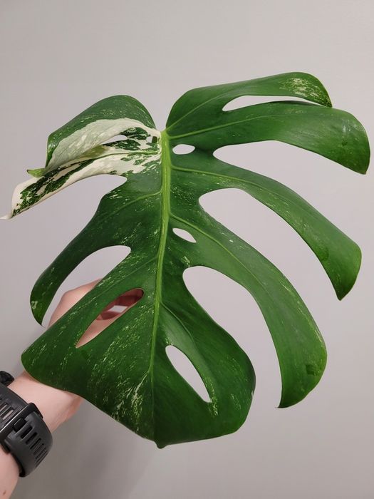Monstera variegata