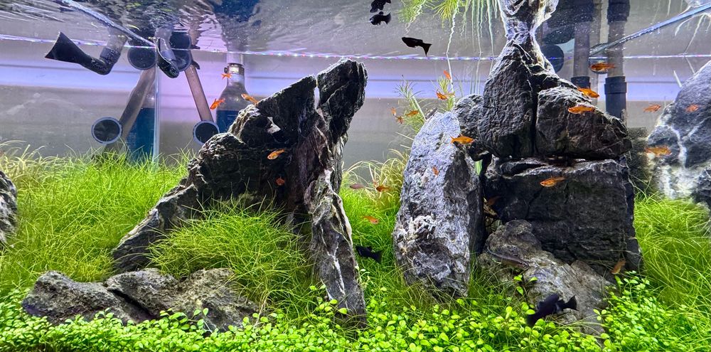 Akwarium – Serwis, Zakładanie, Czyszczenie, Pomoc, Modernizacja