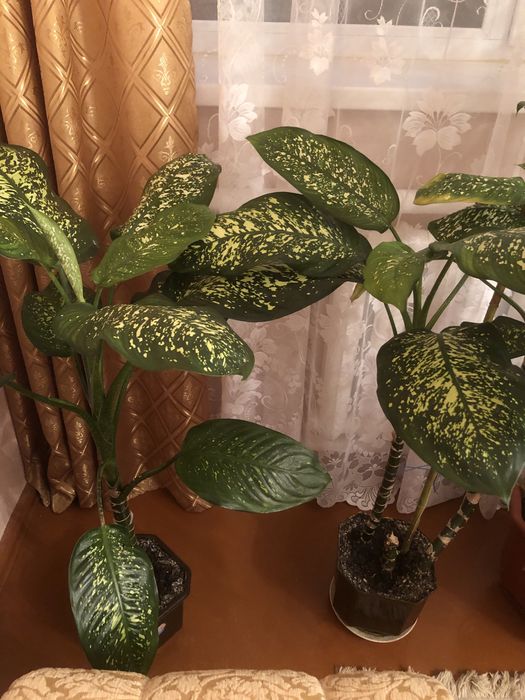 Кімнатні рослини