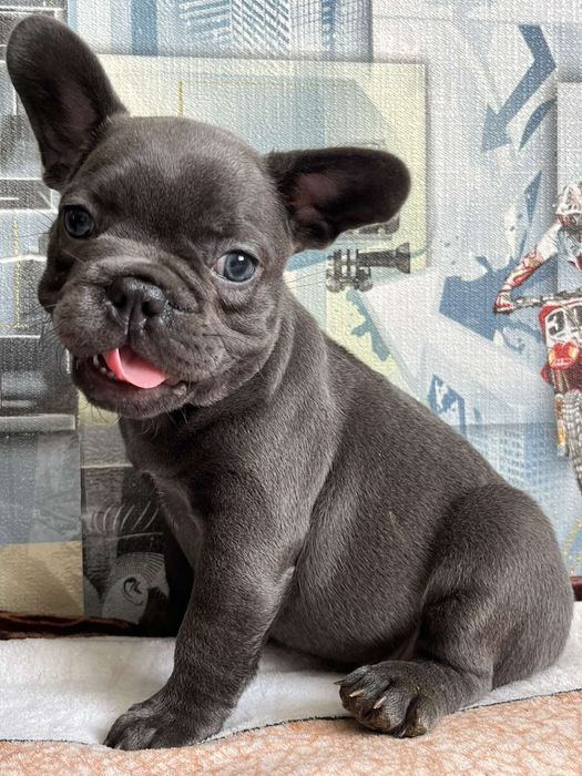 Французький бульдог