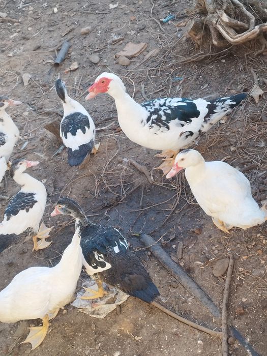 patos    muito  mansinhos