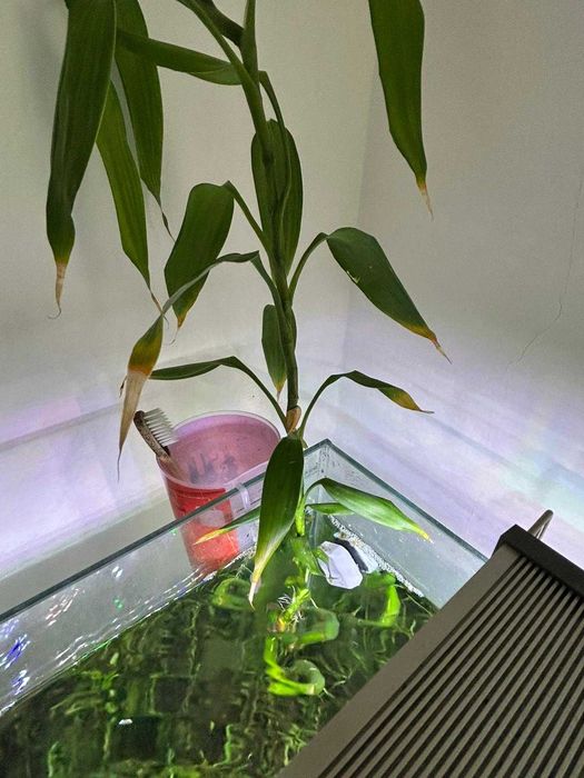 Aquário plantado 31 litros com acessórios