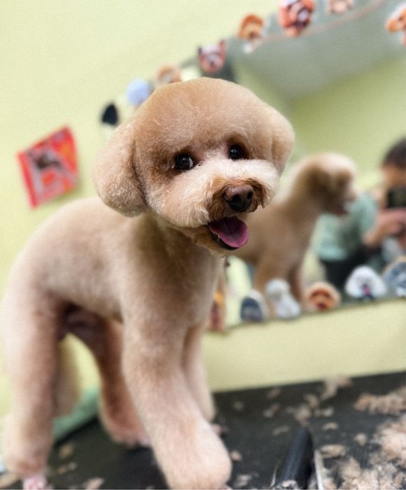 Грумінг тваринок