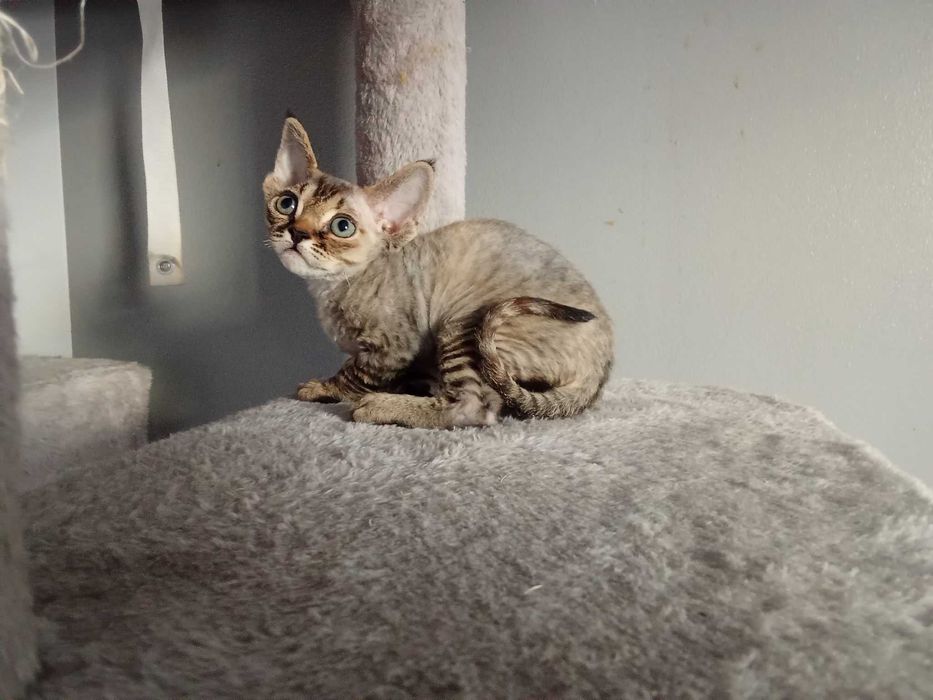 Piękna kotka Devon Rex "CHANEL"