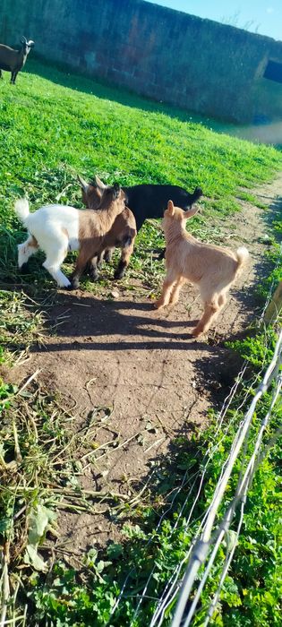 Cabras anãs nascidas em Dezembro '25