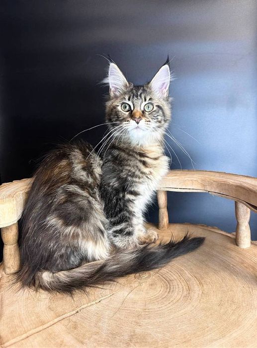 Черепаха мармурова мейн кун