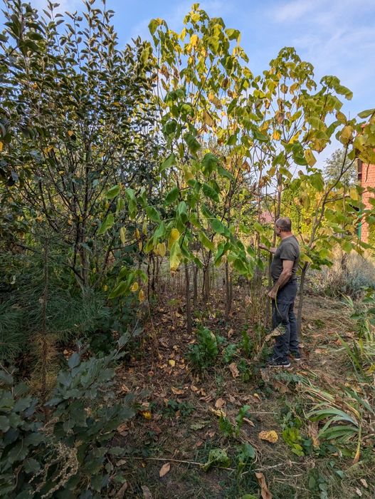 Саджанці катальпи, верби матцудана,  Хакуро Нішикі КеріЇ.