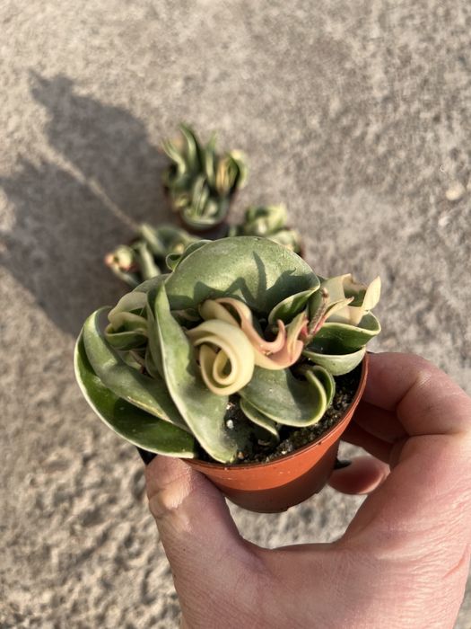 Хойа крмпакта регаліс (варієгатна)