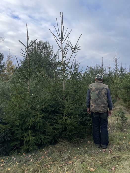 Duże Świerki 350cm  ‼️Świerki do 450cm