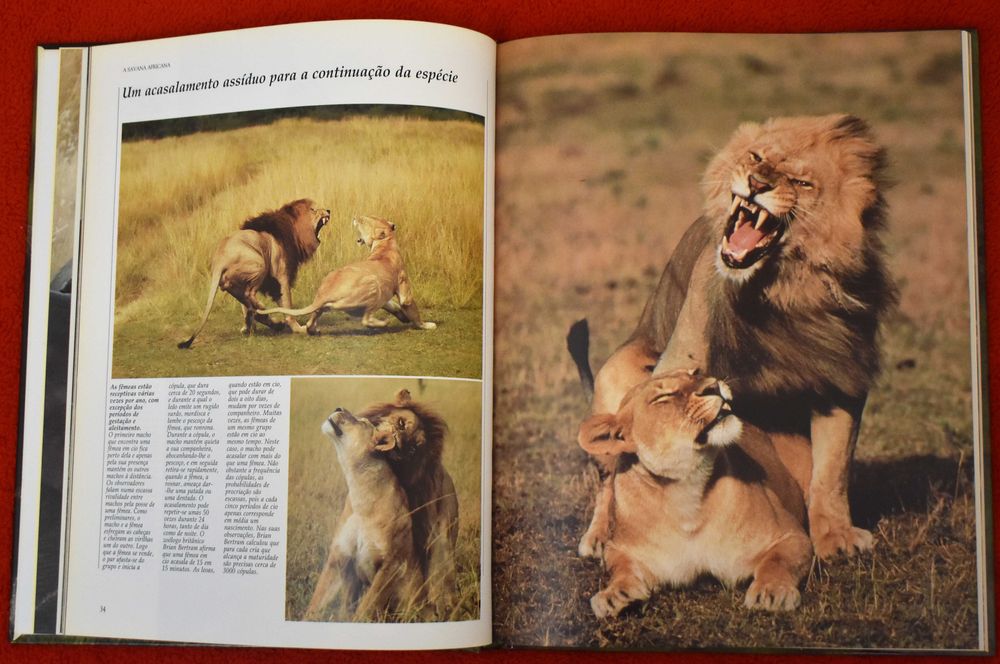 Vida Selvagem - Animais das Savana