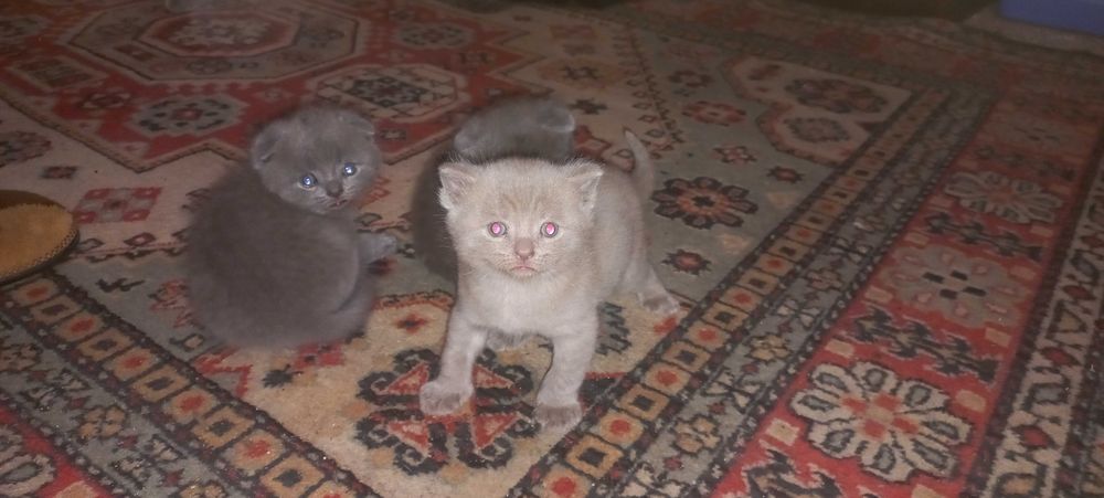 Котенок шотландский