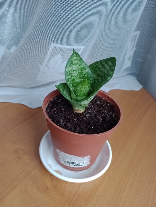 sansewiera, wężownica