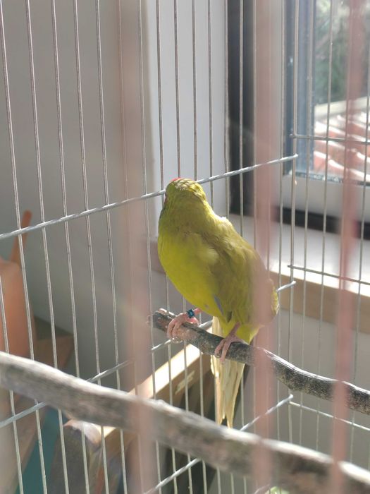 Kākāriki macho e Gaiola