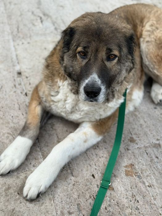 Bobo samiczka szuka swojego człowieka