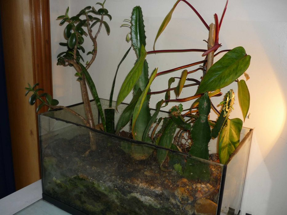 Aquário ou Floreira