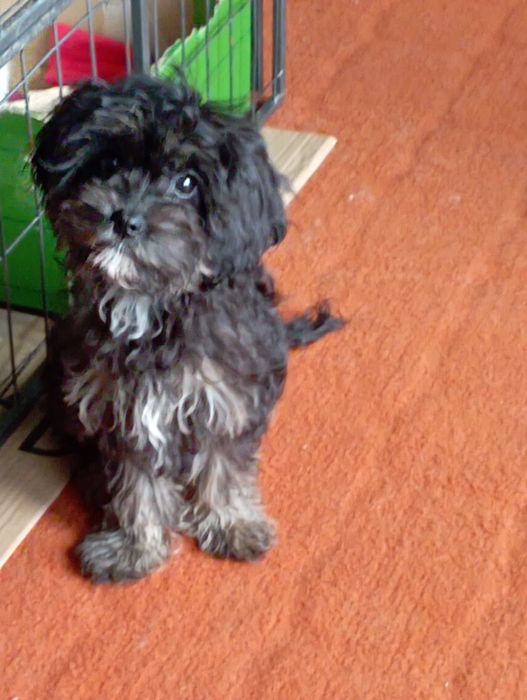 Cavapoo sunia  f1