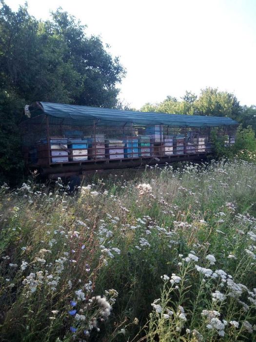 Продам прицеп для бджіл