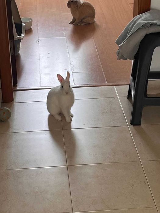 Coelho Miniatura para Adoção